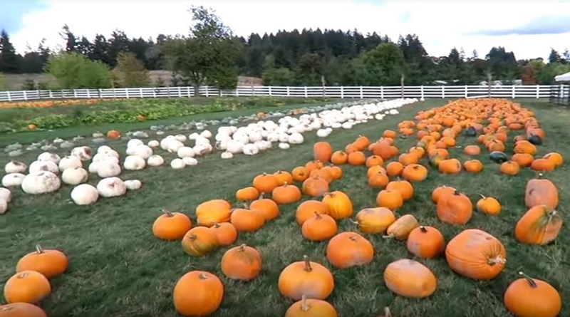 Little People, Big World: Pumpkin Season on Matt Roloff Farm